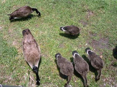 [This is a top down view of three goslings stand side by side with a fourth perpendicular to them. All four of these goslings have a white semicircle bordered by dark brown feathers on their rump ends. A mature goose to the left of them has only light brown feathers visible on its back.]